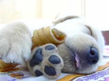 obrázek - dog_sleeping_with_bone.jpg